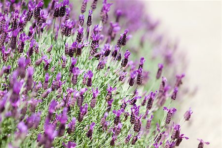 simsearch:400-04847486,k - beautiful blooming bushes of lavender, shallow DOF Foto de stock - Royalty-Free Super Valor e Assinatura, Número: 400-06862188