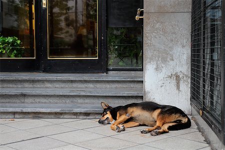 straubing - Homeless, stray street dog sleeping in front of a city building Stock Photo - Budget Royalty-Free & Subscription, Code: 400-06862258