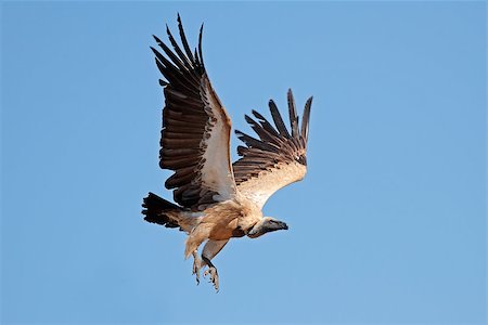 simsearch:400-08669565,k - White-backed vulture (Gyps africanus) in flight, South Africa Stock Photo - Budget Royalty-Free & Subscription, Code: 400-06862259