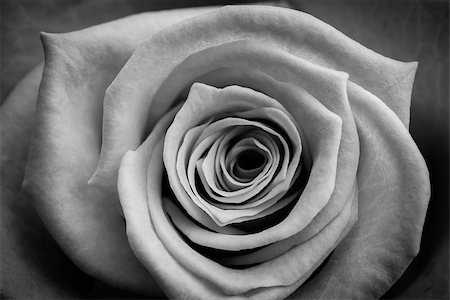 Blooming rose in black and white Stock Photo - Budget Royalty-Free & Subscription, Code: 400-06874374