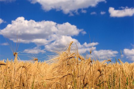 fogen (artist) - Ripe wheat against a blue sky and clouds Stockbilder - Microstock & Abonnement, Bildnummer: 400-06874799