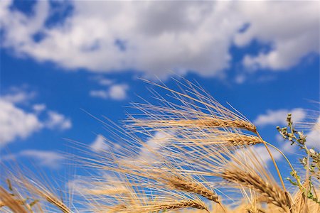 fogen (artist) - Ripe wheat against a blue sky and clouds Stockbilder - Microstock & Abonnement, Bildnummer: 400-06874800