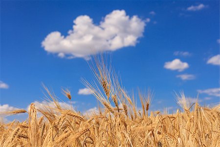 fogen (artist) - Ripe wheat against a blue sky and clouds Stockbilder - Microstock & Abonnement, Bildnummer: 400-06874801