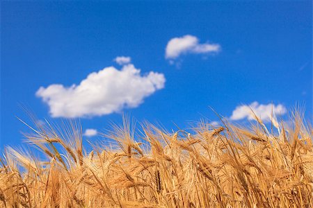 fogen (artist) - Ripe wheat against a blue sky and clouds Stockbilder - Microstock & Abonnement, Bildnummer: 400-06874802