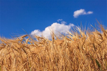 fogen (artist) - Ripe wheat against a blue sky and clouds Stockbilder - Microstock & Abonnement, Bildnummer: 400-06874803