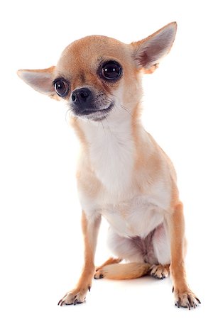 simsearch:400-06887327,k - portrait of a cute purebred  puppy chihuahua in front of white background Photographie de stock - Aubaine LD & Abonnement, Code: 400-06874937
