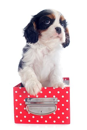 young tricolor cavalier king charles in front of white background Foto de stock - Super Valor sin royalties y Suscripción, Código: 400-06874938