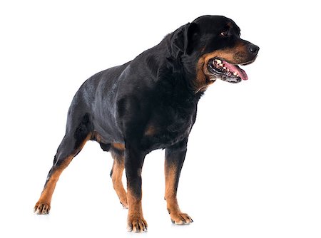 simsearch:400-04390796,k - portrait of a purebred rottweiler in front of white background Photographie de stock - Aubaine LD & Abonnement, Code: 400-06874940