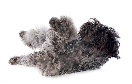simsearch:400-06949768,k - rolling kerry blue terrier in front of white background Photographie de stock - Aubaine LD & Abonnement, Code: 400-06874942