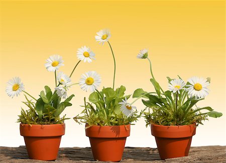 3 daisy white marguerite flowers in terracotta pots Foto de stock - Super Valor sin royalties y Suscripción, Código: 400-06874960