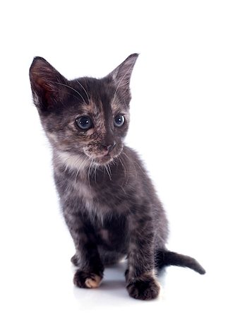 simsearch:400-06333762,k - young brown calico  kitten in front of white background Photographie de stock - Aubaine LD & Abonnement, Code: 400-06874996