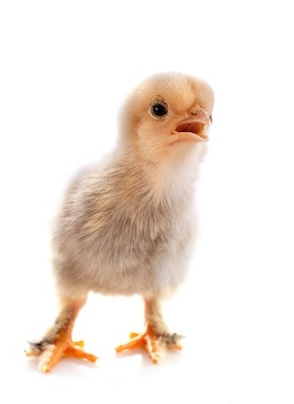 simsearch:400-06744649,k - A small chick of bantam silkie on a white background Stock Photo - Budget Royalty-Free & Subscription, Code: 400-06874992