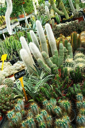 Plantation house with different cactuses in Cyprus. Photographie de stock - Aubaine LD & Abonnement, Code: 400-06875207