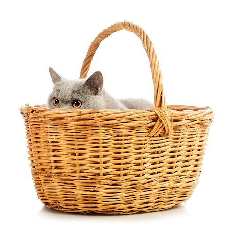 blue british shorthair cat in basket, isolated on white Foto de stock - Super Valor sin royalties y Suscripción, Código: 400-06875237