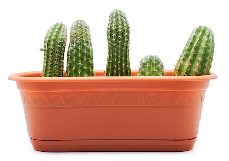 simsearch:400-04030678,k - green cactus in brown pot, isolated on white Stock Photo - Budget Royalty-Free & Subscription, Code: 400-06875255