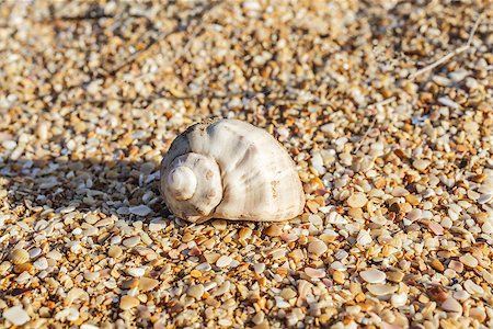 fogen (artist) - Sand, pebbles, shells, sea coast close-up. Stockbilder - Microstock & Abonnement, Bildnummer: 400-06875284