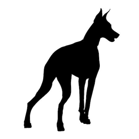 dobermann pinscher - A black silhouette of a Doberman Pinscher on a white background Photographie de stock - Aubaine LD & Abonnement, Code: 400-06875306