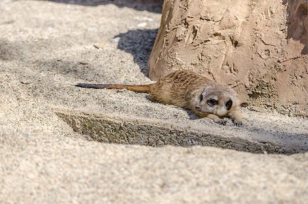 simsearch:400-05233768,k - Suricate lying and cooling itself in sand. Stock Photo - Budget Royalty-Free & Subscription, Code: 400-06875362