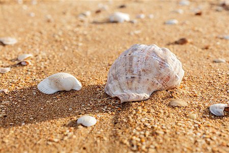 fogen (artist) - Sand, pebbles, shells, sea coast close-up. Stockbilder - Microstock & Abonnement, Bildnummer: 400-06875406