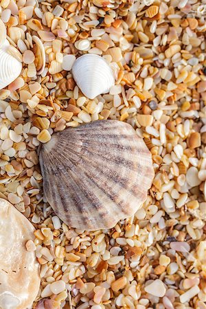 fogen (artist) - Sand, pebbles, shells, sea coast close-up. Stockbilder - Microstock & Abonnement, Bildnummer: 400-06875407