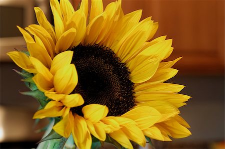 simsearch:400-06950874,k - Close up of sunflower Photographie de stock - Aubaine LD & Abonnement, Code: 400-06875414