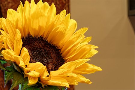 simsearch:400-06950874,k - Close up of sunflower Photographie de stock - Aubaine LD & Abonnement, Code: 400-06875415