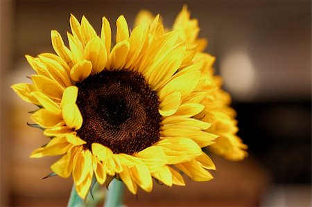 simsearch:400-06950874,k - Close up of sunflower Photographie de stock - Aubaine LD & Abonnement, Code: 400-06875412