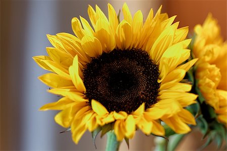 simsearch:400-06950874,k - Close up of sunflower Photographie de stock - Aubaine LD & Abonnement, Code: 400-06875413