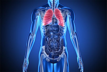 skeleton of how people form - Digital blue human with highlighted lungs on dark blue background Stock Photo - Budget Royalty-Free & Subscription, Code: 400-06876519