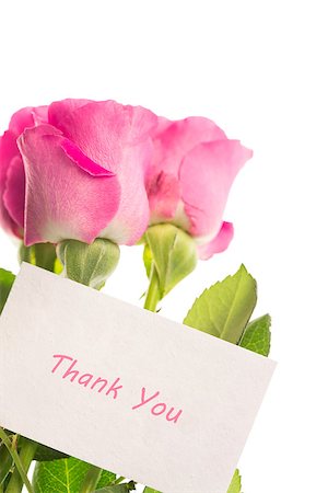 Thank you card with pink roses on white background Stock Photo - Budget Royalty-Free & Subscription, Code: 400-06877317
