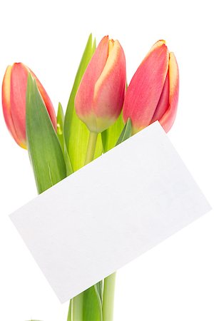 simsearch:400-06877945,k - Pink and yellow tulips with blank card on white background Stock Photo - Budget Royalty-Free & Subscription, Code: 400-06877332