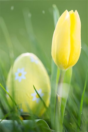 simsearch:400-06877861,k - Yellow tulip growing in the grass with easter egg in background Foto de stock - Super Valor sin royalties y Suscripción, Código: 400-06877483
