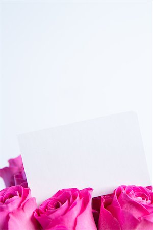 simsearch:400-06877945,k - Bouquet of pink roses with empty card on white background Stock Photo - Budget Royalty-Free & Subscription, Code: 400-06877831