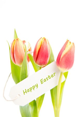 simsearch:400-06877861,k - Three tulips with a happy easter card on a white background Foto de stock - Super Valor sin royalties y Suscripción, Código: 400-06877856