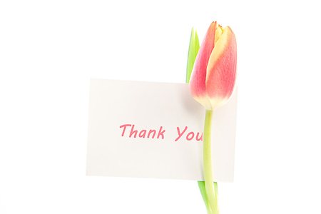 A tulip with a thank you card on a white background Stock Photo - Budget Royalty-Free & Subscription, Code: 400-06877865
