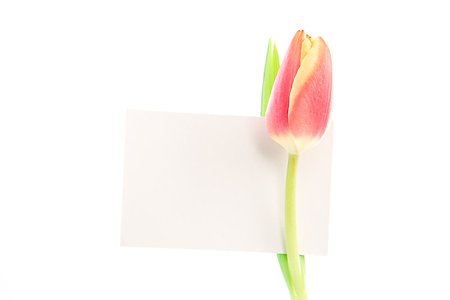 simsearch:400-06877861,k - A beautiful tulip with a empty card on a white background Foto de stock - Super Valor sin royalties y Suscripción, Código: 400-06877867