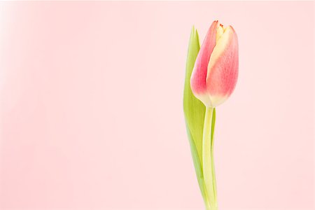 simsearch:400-06877861,k - Close up of a beautiful tulip on a light pink background Foto de stock - Super Valor sin royalties y Suscripción, Código: 400-06877868