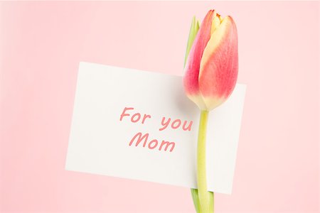 simsearch:400-08020454,k - Close up of a beautiful tulip with a card for a mother on a pink background Foto de stock - Super Valor sin royalties y Suscripción, Código: 400-06877869