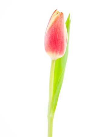 simsearch:400-06877861,k - One tulip on a white background Foto de stock - Super Valor sin royalties y Suscripción, Código: 400-06877860