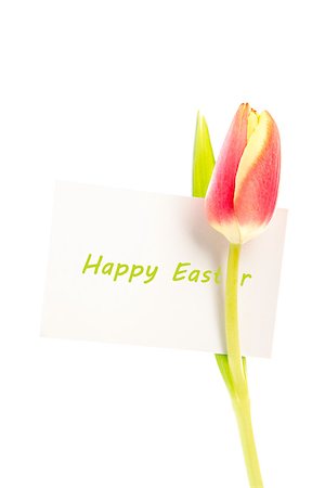 simsearch:400-06877861,k - A tulip with a happy easter card on a white background Foto de stock - Super Valor sin royalties y Suscripción, Código: 400-06877861