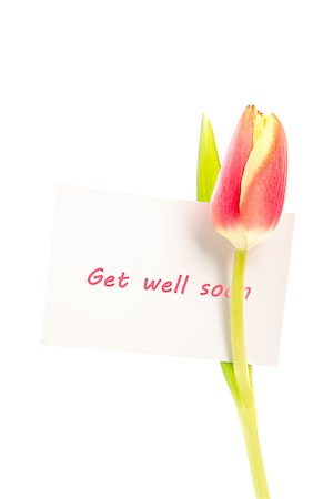 simsearch:400-06877861,k - A tulip with a get well soon card on a white background Foto de stock - Super Valor sin royalties y Suscripción, Código: 400-06877862