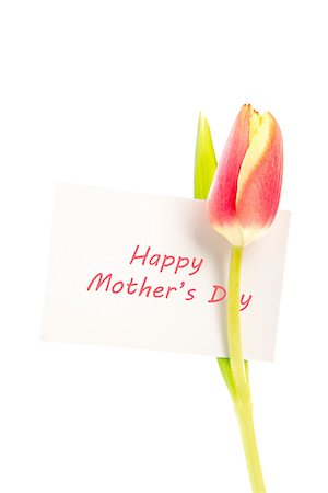 simsearch:400-08020454,k - A tulip with a happy mothers day card on a white background Foto de stock - Super Valor sin royalties y Suscripción, Código: 400-06877863