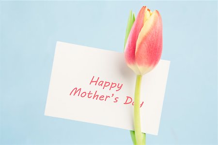 simsearch:400-06877861,k - A beautiful tulip with a happy mothers day card on a blue background Foto de stock - Super Valor sin royalties y Suscripción, Código: 400-06877875