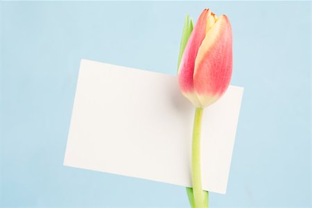 simsearch:400-06877861,k - A beautiful tulip with a blank card on a light blue background Foto de stock - Super Valor sin royalties y Suscripción, Código: 400-06877876
