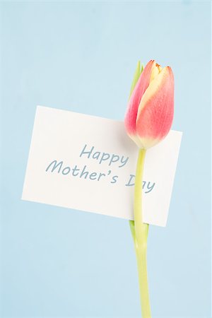 simsearch:400-08017513,k - A beautiful tulip with a happy mothers day in blue card on a light blue background Foto de stock - Super Valor sin royalties y Suscripción, Código: 400-06877878