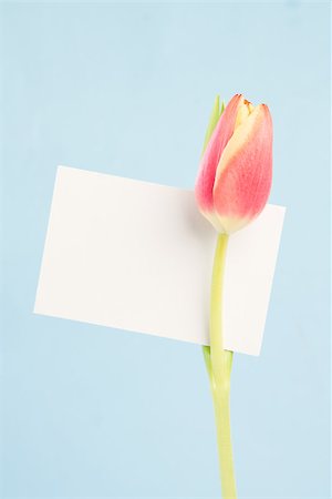 simsearch:400-08017513,k - A beautiful tulip with a empty card on a blue background Foto de stock - Super Valor sin royalties y Suscripción, Código: 400-06877879