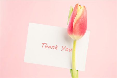 Close up of a beautiful tulip with a thank you card on a light pink background Stock Photo - Budget Royalty-Free & Subscription, Code: 400-06877870