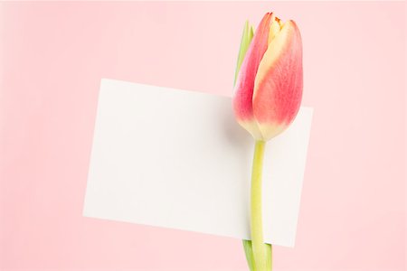 simsearch:400-06877861,k - Close up of a beautiful tulip with a empty card on a pink background Foto de stock - Super Valor sin royalties y Suscripción, Código: 400-06877872