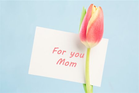 Close up of a beautiful tulip with a thank you card on a blue background Stock Photo - Budget Royalty-Free & Subscription, Code: 400-06877873