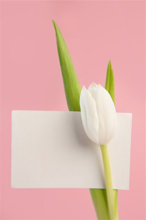 simsearch:400-06877861,k - Beautiful white tulip on a pink background close up Foto de stock - Super Valor sin royalties y Suscripción, Código: 400-06877886